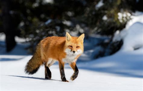 狐狸|Foxes: Facts & Pictures